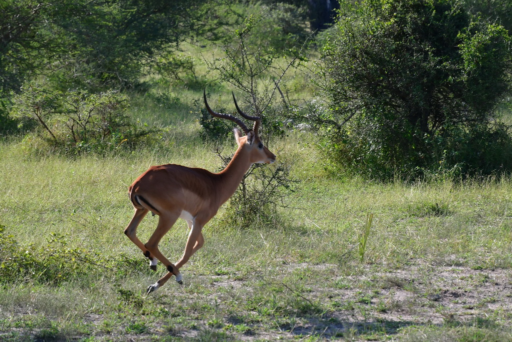 Selous NP